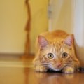 猫が『お尻をふりふり』する5つの理由