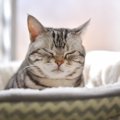 猫の『寝起きが悪い』ときに見せる仕草3選　体調を崩しているの？確認…
