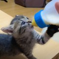 子猫に『ミルク』を飲ませたら"衝撃の可愛さ"だった…一生懸…