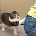 構ってニャ！飼い主さんのお尻で爪とぎをしちゃった猫くん