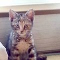 『3万円で叩き売りされていた猫』を飼った結果…13年が経過した『現在の様…