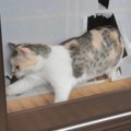 猫ちゃんの冒険！破れた障子の先にあったのは？