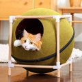 猫ハウスは『くつろげてオシャレ』が肝心！おすすめの商品や選び方を…