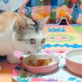 夢中になってもぐもぐ♡猫ちゃんにおいしいプレゼント？