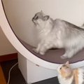 キャットホイールで走っていると、『小さな猫』が乗ってきて…尊いやり取り…