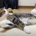 もみほぐしだけじゃニャい！マッサージ機を楽しむ猫ちゃん♪