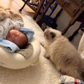 寝ている赤ちゃん→実家のネコが、横を通ろうとした結果…まるでスローモー…