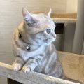 猫に首輪を慣れさせるには？嫌がらないようにできる４つの方法