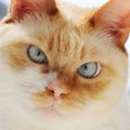 猫のアピールを『無視しつづけてはいけない』理由4つ　健康に与えるリ…