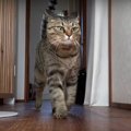 身も心も軽やか！猫ブラザーズのバイブス高めなトイレハイ♡