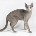 【獣医師監修】ロシアンブルーってどんな猫？？猫種の性格や飼う前の注意…