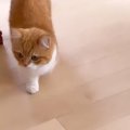 子猫が歩いて通りすぎただけなのに…『てちてち』の破壊力に"ノッ…