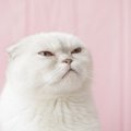 猫から『敵』認定される人とは？3つの特徴