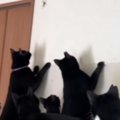 たくさんの猫がいる家に『クモ』が現れた結果…『想像を超える光景』に笑う…