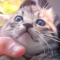 公園に捨てられていた“子猫”→愛情込めてミルクを与え続けた結果…涙が…