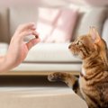 猫も楽しく学べる「クリッカートレーニング」とは？うまくできると愛…