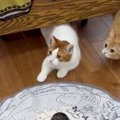 おもちゃに夢中になっていた猫たち→『来客の存在を思い出した』次の瞬…
