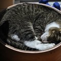 猫が『体を丸くして寝る』5つの理由　可愛らしい寝姿が持つ意味とは？