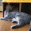 頭だけでも！まだまだ甘えん坊な弟猫ちゃん