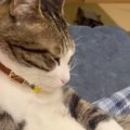 猫の『肩』を揉んであげたら…まるで人間のような『リアクション』に「…