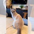 『絶世の美猫』がボール遊びしてみたら…見返り姿”が美し過ぎる”と72万…