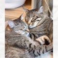 『向かいあって寝る2匹の猫』を見ていると…悶絶する人が続出の『尊すぎる…