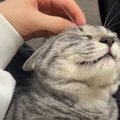 絶妙！ごはんのタイミングで甘え始める猫ちゃん♡