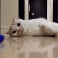 ボールをコロコロ！キャッチボールをする猫さん♪