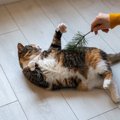 猫は『くすぐったい』と感じることがあるの？敏感な部位から反応する…