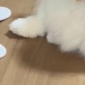 猫に運動してほしくて『電動のおもちゃ』を買ってみた結果…まさかの光景に…