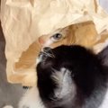 2匹同時に『片足をひきずっていた子猫』→心配になり病院へ連れて行ったら……