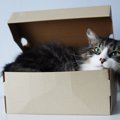 猫が得意な4つのワザ！かわいらしいものからビックリするスゴ技まで