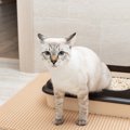 猫にとって良い『トイレマット』とは？3つのポイントと誤飲の可能性も