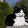 スマホとGPSで猫の居場所が分かる！お勧めの商品3選