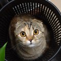 『猫がいる部屋』で絶対にやってはいけない4つのNG行為　安全に過ごすため…