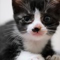 もしかして愛猫の目が見えていない？4つの兆候と、安心して暮らしても…