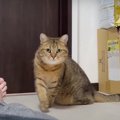 心配？？猫ちゃんの謎行動にビックリ