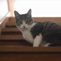 マットをボロボロにしても悪びれにゃい！堂々たるのが猫の道？