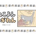 ねこよんコギわん【第39話】「嬉しいくい込み。」