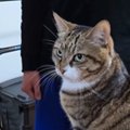 猫を抱っこしたい次男→タイミングを間違えてしまった結果…『爆笑必至…