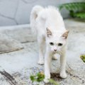 猫の毛が逆立ってるときの心理6つ