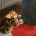 『ミルクが待ちきれない』と台所にやってきた赤ちゃん猫→飼い主さんに…