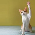 猫にも『右利き・左利き』があるって本当？利き手の見分け方や不思議な傾…