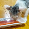 元野良猫が生まれて初めて『サーモン』を食べた結果…まさかの『食べっ…