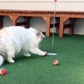 猫と『ゴルフ』をしていたら…思わず感動する『奇跡的な展開』に「ミラ…