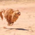 猫の時速は自動車並み！？猫が『本気で走ると驚くほど速い』3つの理由