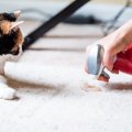 猫がごはんを食べた直後に『吐き戻し』を起こす理由3つ　減らすための予防…
