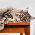 猫が『高齢期』に入ったら見直したいお世話4選　表れる変化や負担を減らし…