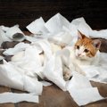 猫がトイレットペーパーでイタズラをする理由とやめさせる方法