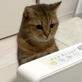 ヒーターが大好きな猫→つけてあげようとしたら、前足を伸ばして…『まるで…